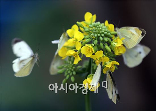 입춘을 사흘 앞둔 1일 전남 함평군 농업기술센터에서 배추흰나비들이 화려한 군무로 봄을 재촉하고 있다.사진제공=함평군