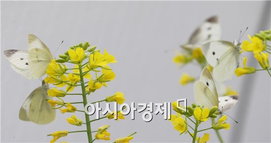 [포토]화려한 군무로 봄을 맞이하는 나비