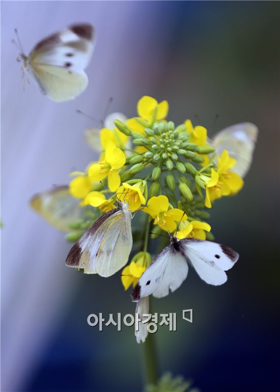 [포토]봄맞이하는 나비