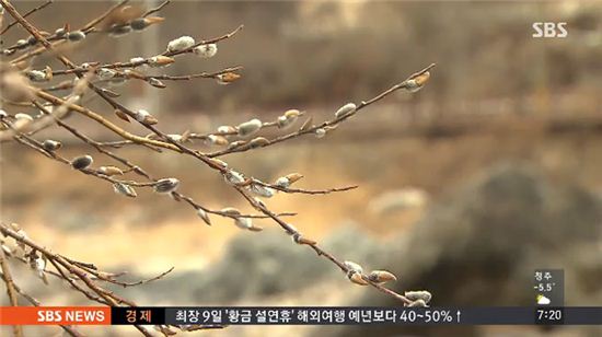 버들강아지 개화 "벌써 봄이 오려나?"  