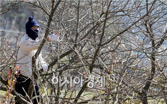 [포토]봄을 기다리며 가지치기하는 농부
