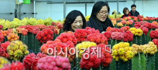 [포토]형형색색 선인장들.....입춘 D-1
