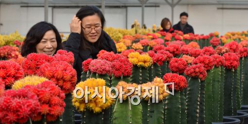 [포토]화려한 색상의 선인장들…입춘 D-1