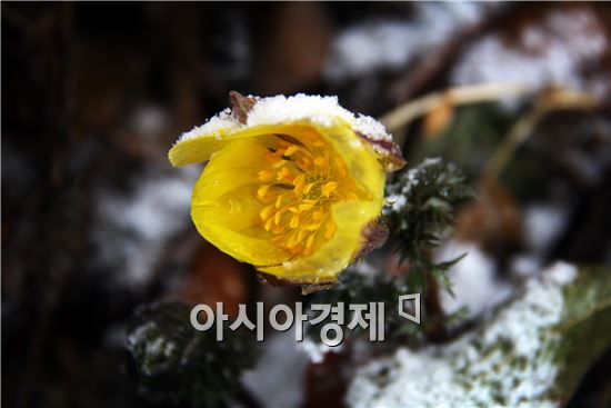 봄의 전령사 ‘복수초’ 황금빛 꽃망울 터트려