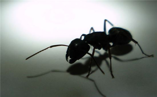 [과학을 읽다]개미의 고독사…외로움과 비극