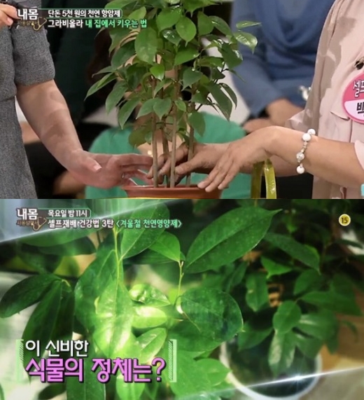 열대식물 그라비올라, 알고보니 '만병통치약(?)'…주의할 점 알아보니