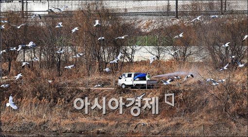 [포토]중랑천 긴급 방역작업