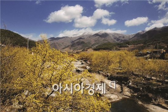 제16회 구례산수유꽃축제 3월21일부터 29일까지 개최