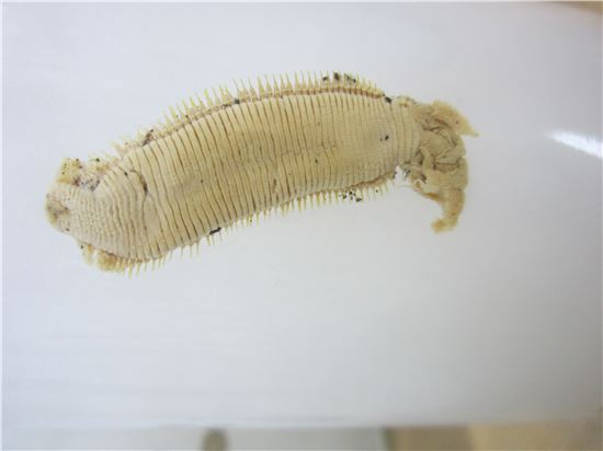 심해꼬리지렁이 표본