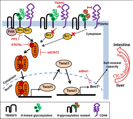 ▲TM4SF5가 CD44와 결합해 세포 내로 신호전달 체계의 활성화를 초래하고 그로 인해 세포가 자가복제기능 혹은 암줄기세포성향을 확보하게 돼 혈액 내로 이동하고 전이암으로 나타난다.[사진제공=미래부]