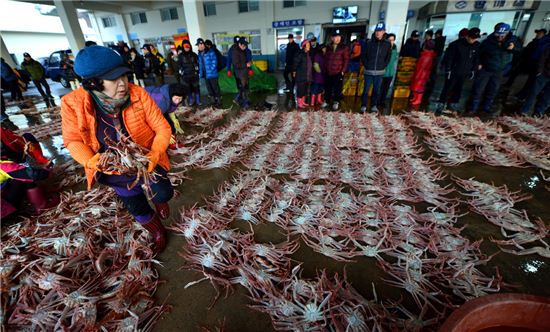 이른 아침 후포항 어판장에서 대게 경매를 앞두고 어부들이 대게를 바닥에 깔고 있다 