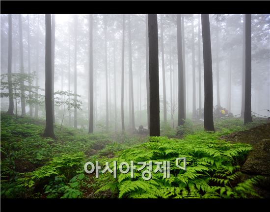 장성 축령산 편백림
