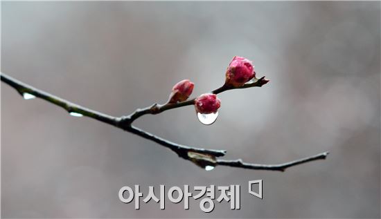 [날씨] 전국 오후부터 곳곳 '큰비'…천둥·번개 주의