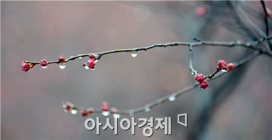 봄을 재촉하는 비가 내리는 가운데 설 연휴인 21일 광주시 북구 중외공원에 매년 봄소식을 가장 빠르게 전해주는 홍매화가 비를 머금고 화사하게 꽃망울을 터트렸다.


어깨가 움츠리게 만들었던 한겨울을 이겨내고 한껏 꽃망울을 피어내는 매화는 고고한 멋을 보여준다. 봄은 벌써 꽃을 타고 성큼 다가왔다. 


홍매화(紅梅花)는 ‘눈 속에서도 피는 꽃’이라 해서 설중매(雪中梅)라고도 불린다. 