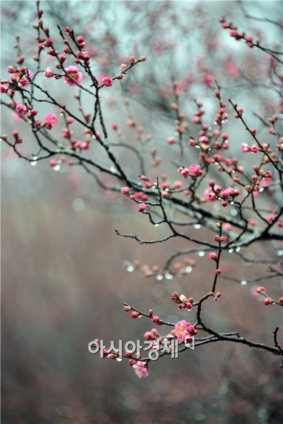 [포토]남도의 봄을 알리는 홍매화