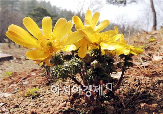 함평자연생태공원 봄의 전령사 '복수초'만개
