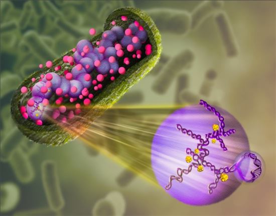 박테리아 염색체, 천배 작은 세포안에 들어가는 원리 규명