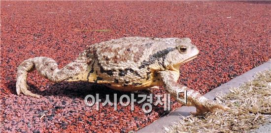 [포토]봄나들이 나선 두꺼비