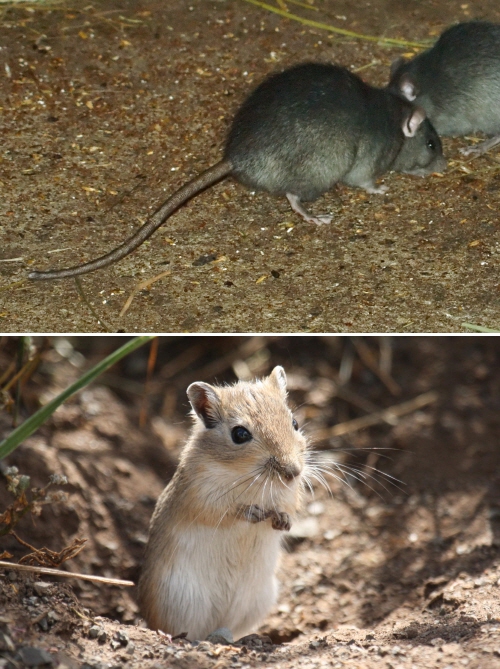 곰쥐(black rat)와 모래쥐(gerbil). 출처 = 위키피디아