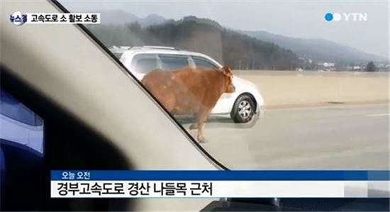 경부고속도로서 누렁소 활보(?)…트럭서 탈출한 소 때문에 도로정체 