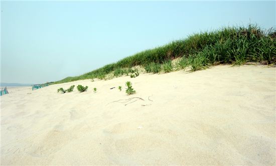 구불구불 태안반도 530km 해안선을 달리다