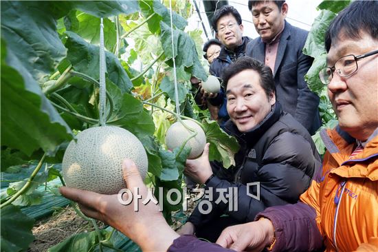 [포토]수확 앞둔 '멜론' 살펴보는 이낙연 전남도지사
