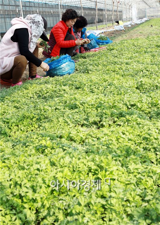[포토]봄내음 가득한 쑥 수확 한창