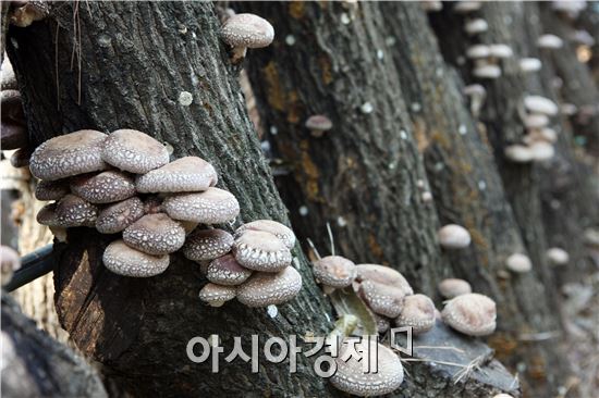 [포토]솔밭 향기 머금은 장흥 표고버섯  맛은 ?