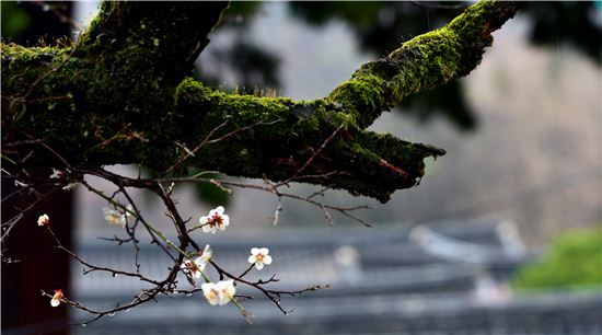 봄은 꽃이다, 봄에 꽂히다