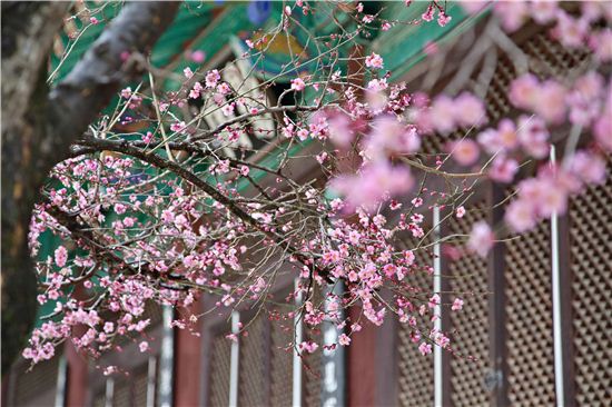 봄은 꽃이다, 봄에 꽂히다