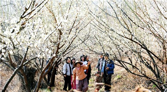 봄은 꽃이다, 봄에 꽂히다