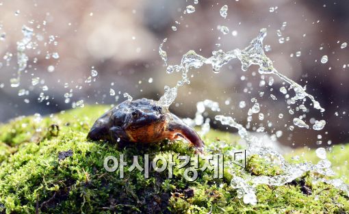 [포토]경칩 하루 앞두고…물 맞는 개구리