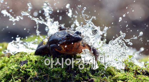[포토]물 맞는 개구리…경칩 하루 앞두고