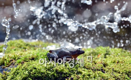 [포토]내일은 '경칩'…물줄기 맞는 개구리