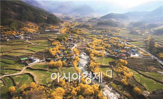 영원한 사랑을 찾아서,제16회 구례산수유꽃축제 21일 개막