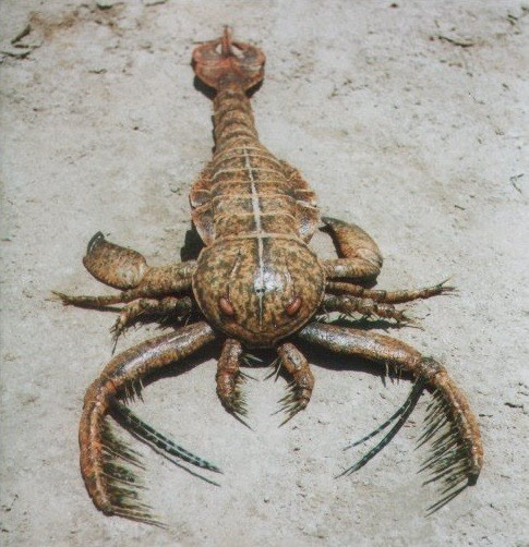 유립테루스 특징, '바다전갈이야 거미야'…진실은?