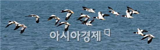 [포토]혹부리오리의 힘찬 날갯짓