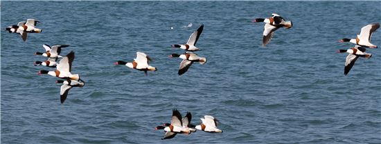 포근한 날씨가 이어진 가운데 7일 전남 함평군 함평읍 돌머리해변에서 혹부리오리 무리가 아름다운 자태로 날갯짓을 하고 있다. 사진제공=함평군
