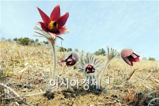 [포토]장흥 한재공원 할미꽃 유혹