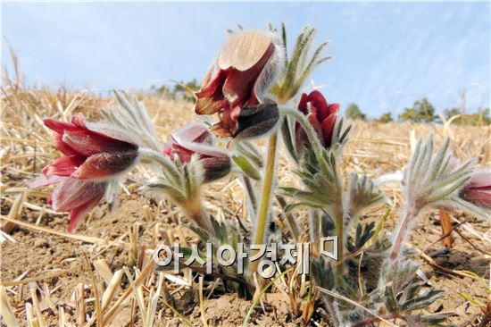 [포토]봄 맞이하는 '할미꽃'