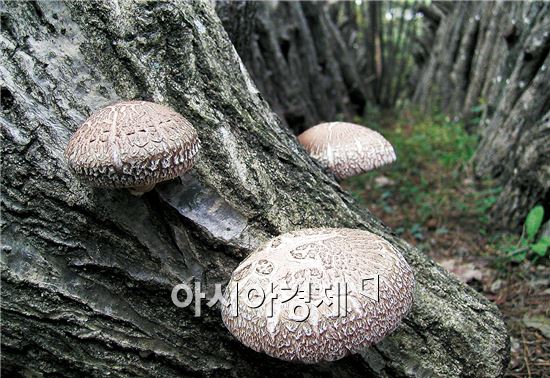 장흥군 대표 특산품인 표고버섯
