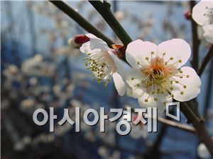 보해양조, 해남 매실농원 '제5회 땅끝매화축제' 개최