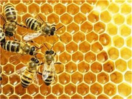 ▲인류는 9000년 전부터 꿀과 밀랍을 이용했던 것으로 나타났다.[사진=아시아경제DB] 