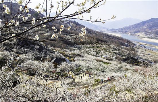 [남도여행]꽃바람타고 남도는 봄꽃 축제향연 중~
