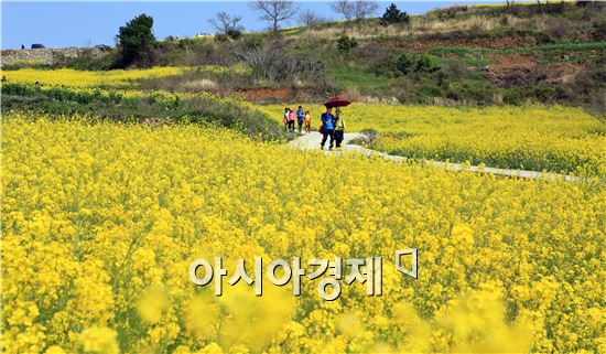 완도 청산도로 오세요~봄의 메시지 전달 준비 박차