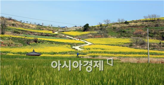 완도 청산도로 오세요~봄의 메시지 전달 준비 박차