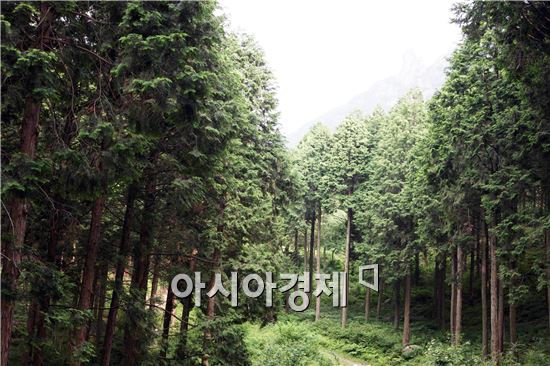 장흥군, “나무은행에 수목 예금하세요”