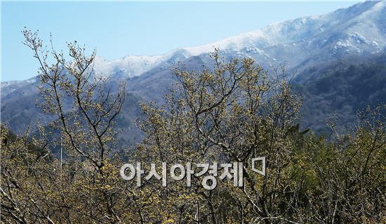 [포토]지리산 설경과 산수유