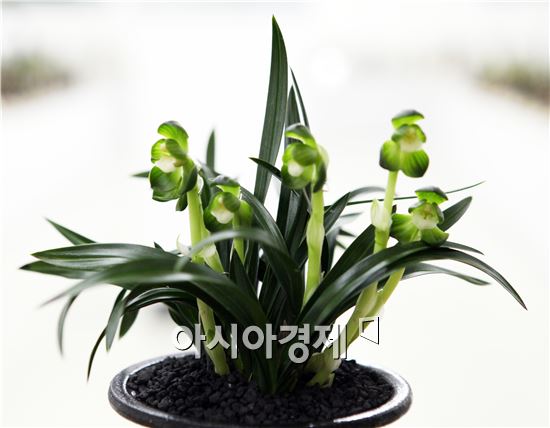 최우수상= 두화소심(품종 일월화)을 출품한 이수연씨