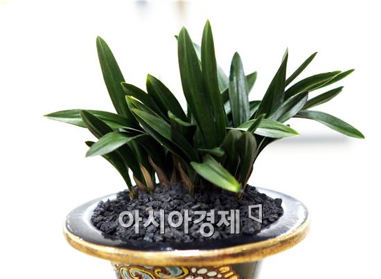 최우수상= '단엽' 출품한 이완기씨 
